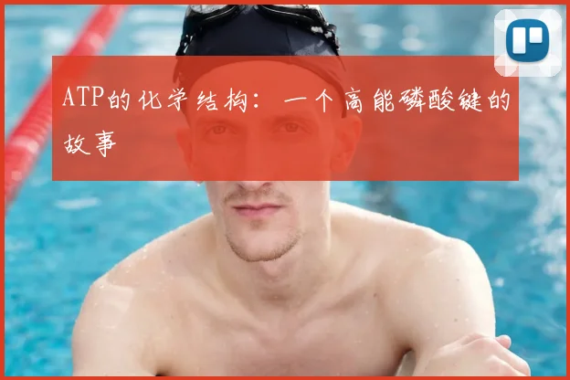 ATP的化学结构:一个高能磷酸键的故事